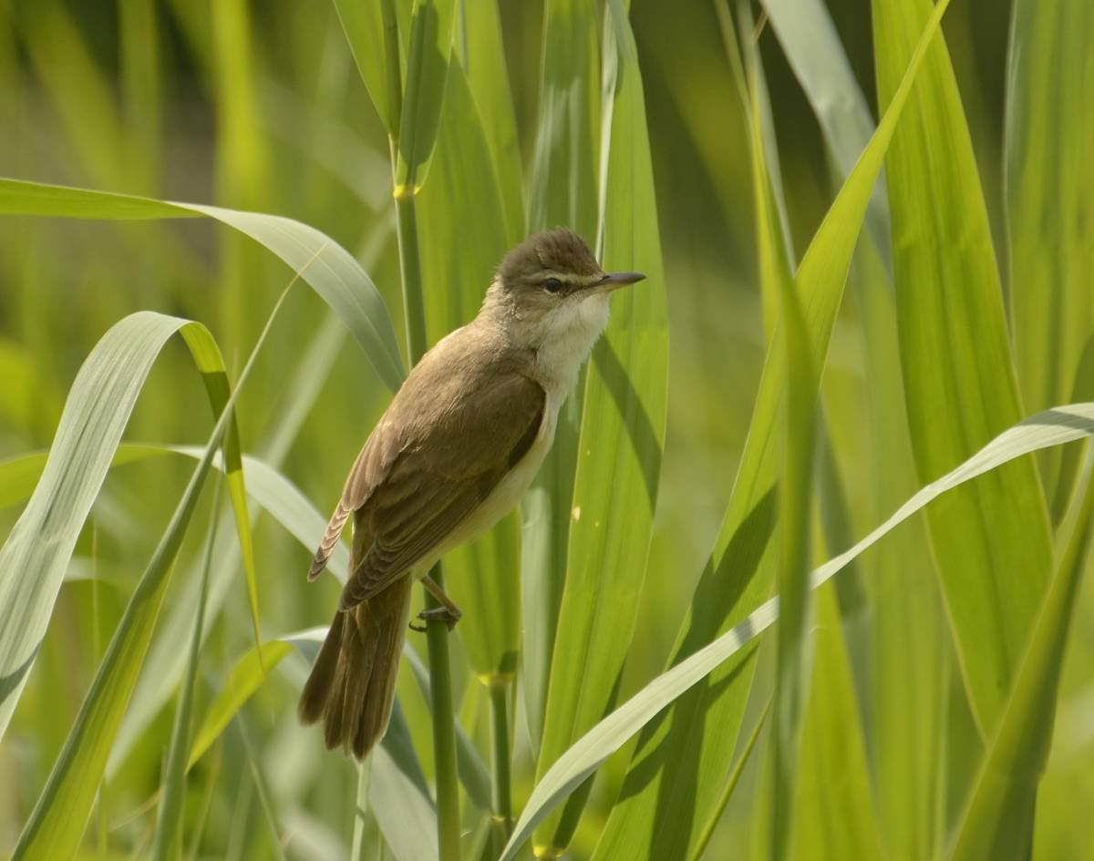Полевые птиц в Тульской области
