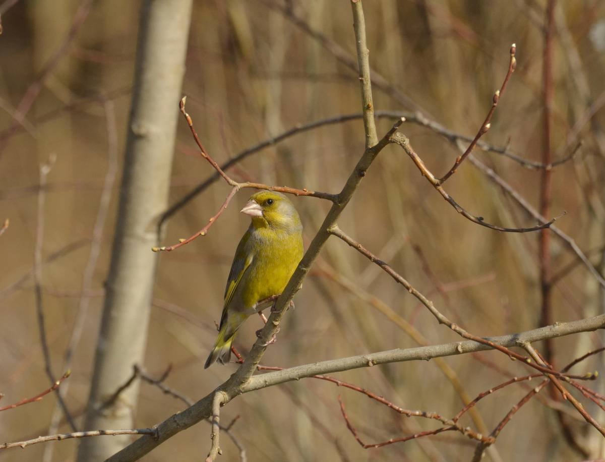 Зеленые птицы Тульской области