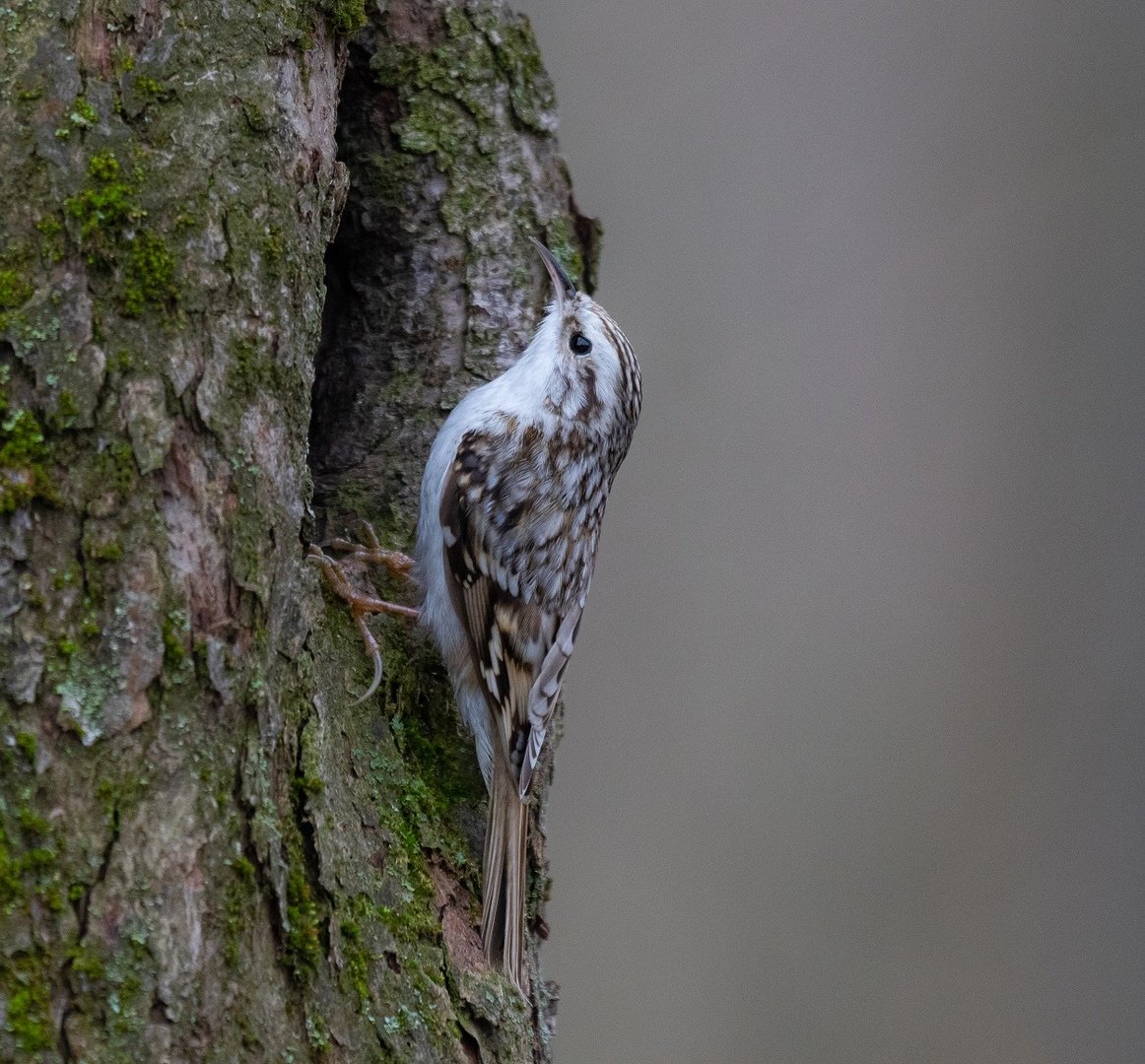 Птицы Тулы и Тульской области