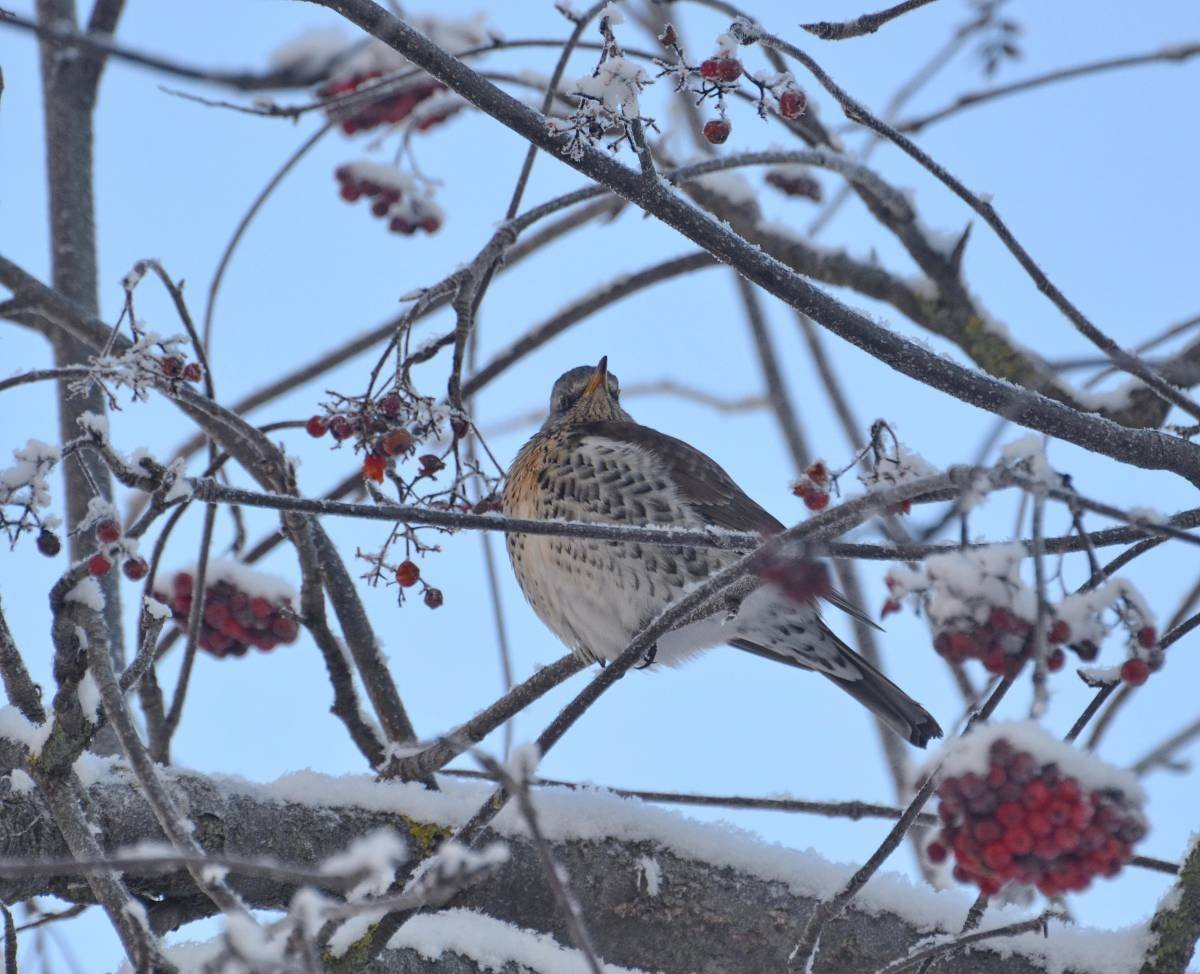 Птицы Тульской области зимой