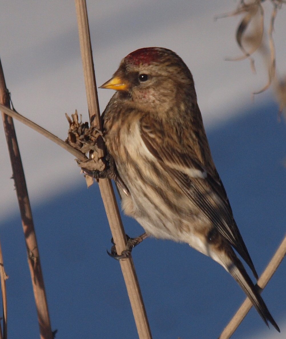 Птицы Тульской области