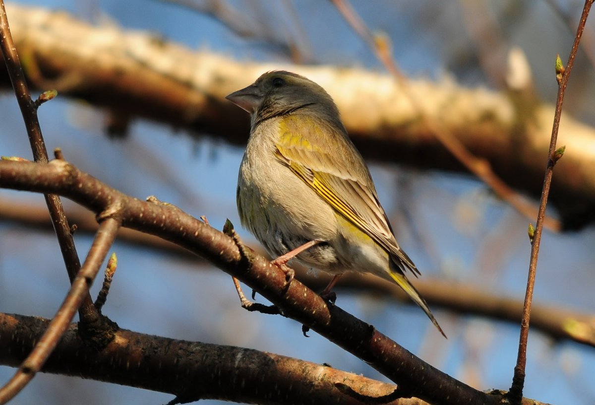 Птицы Переславля Залесского