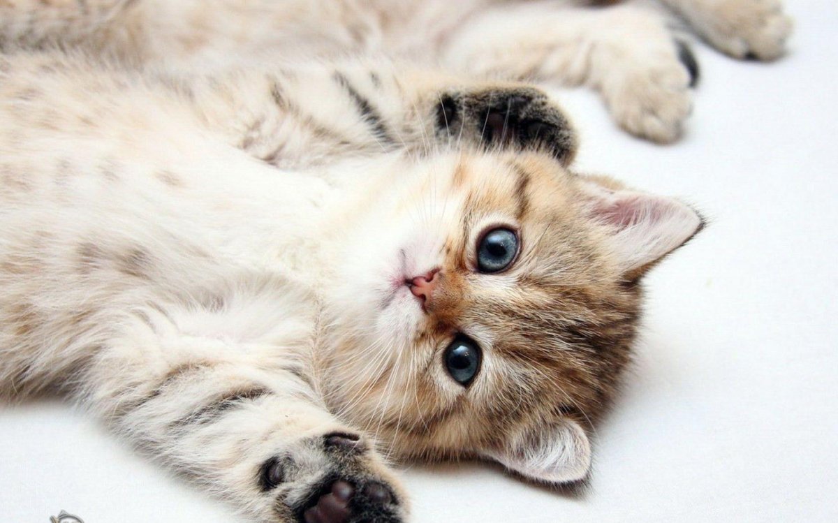 Милые кошечки