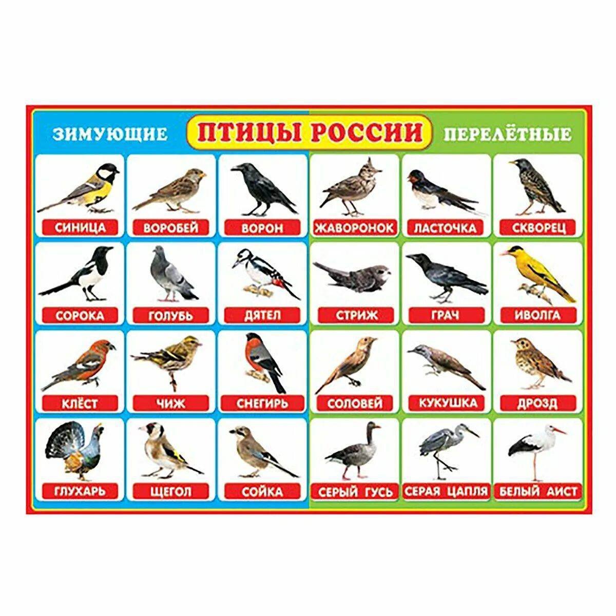 Зимующие и перелетные птицы России для дошкольников