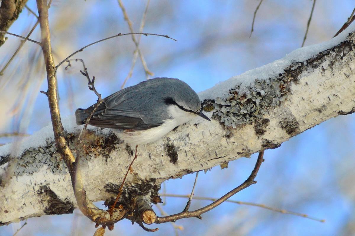 Зимние птицы Томской области