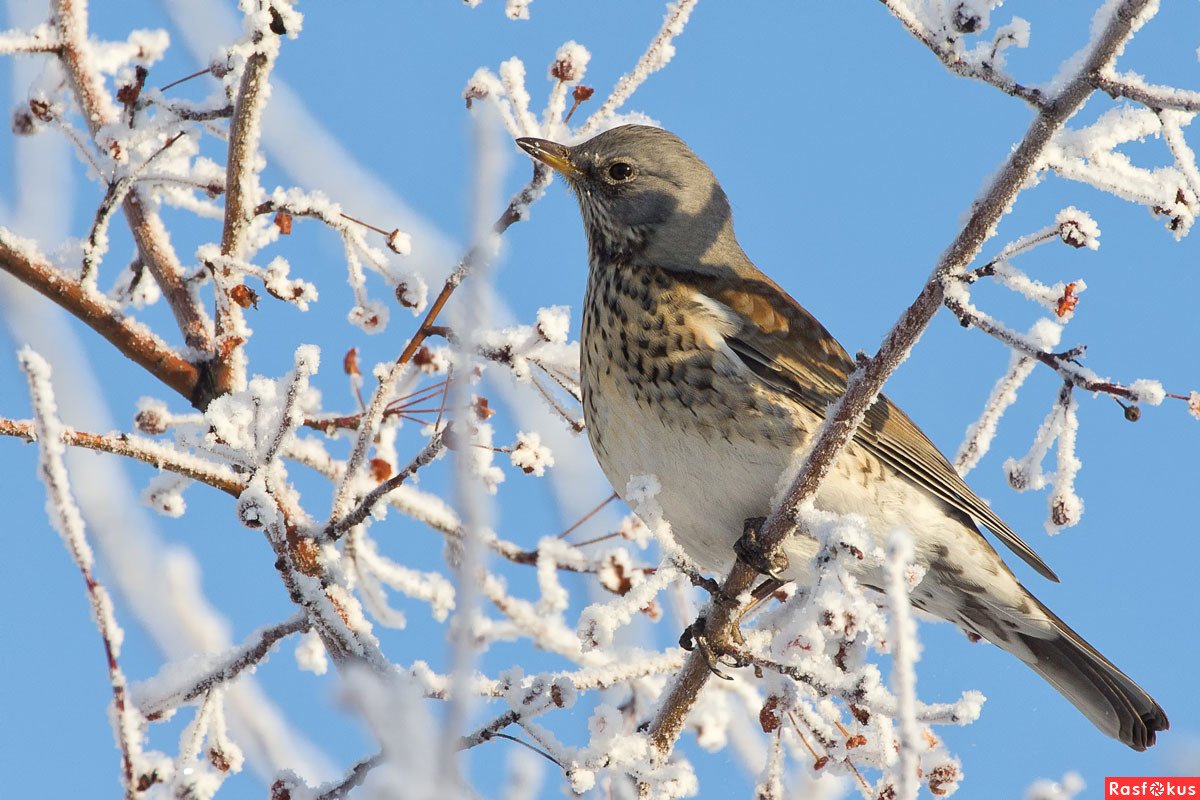 Дрозд Бикнелла