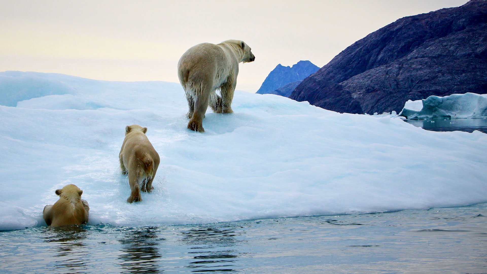 Парк северных животных. Гренландский национальный парк. Гренландский национальный парк животные. Гренландия животные. Белый медведь Северный полюс.