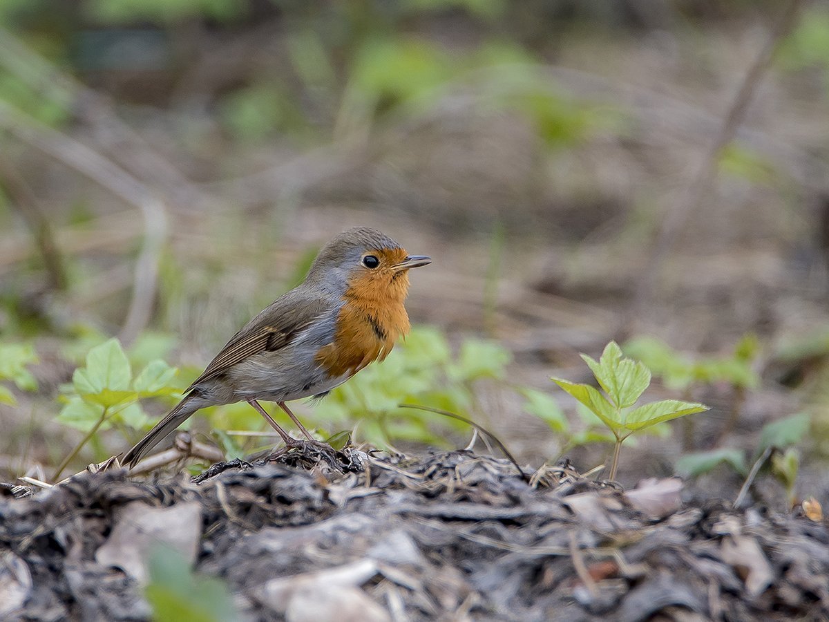 Певчие птицы Подмосковья