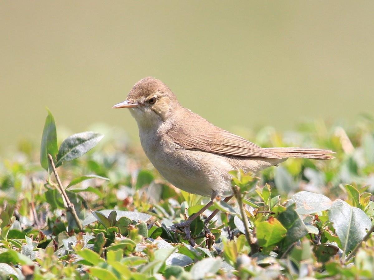 Перелётные певчие птицы Подмосковья