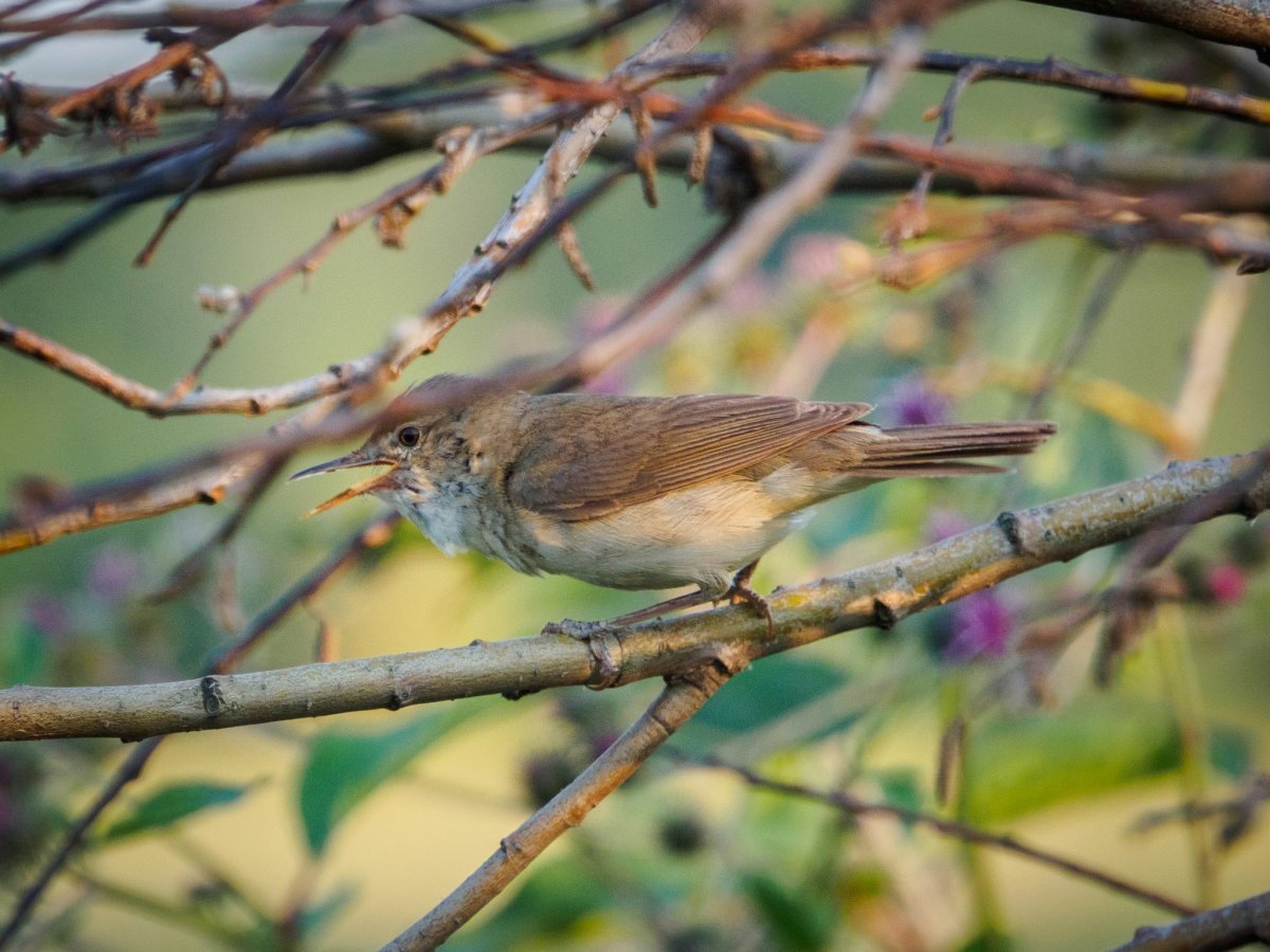 Маленькие птички Подмосковья Заокский район