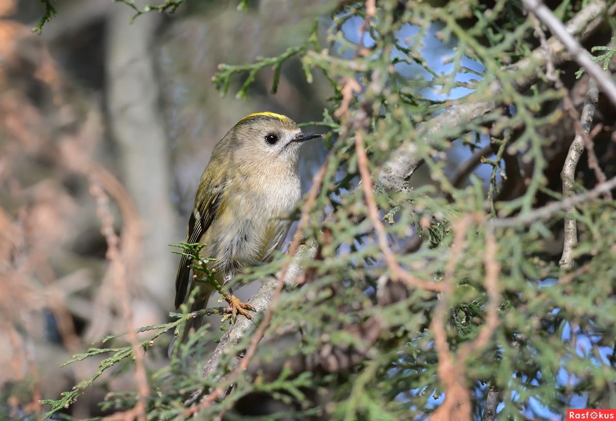 Птицы Вятского края