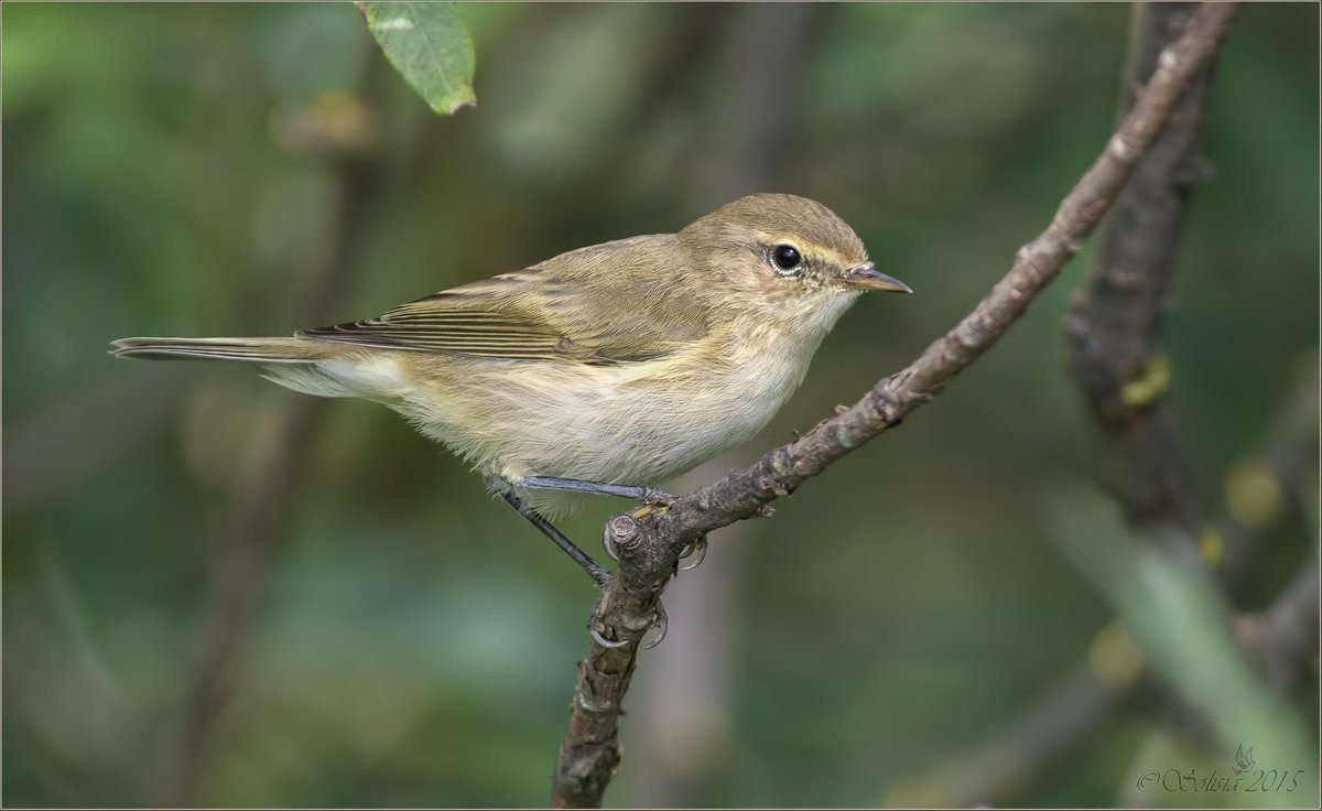 Пеночка - отряд воробьиные