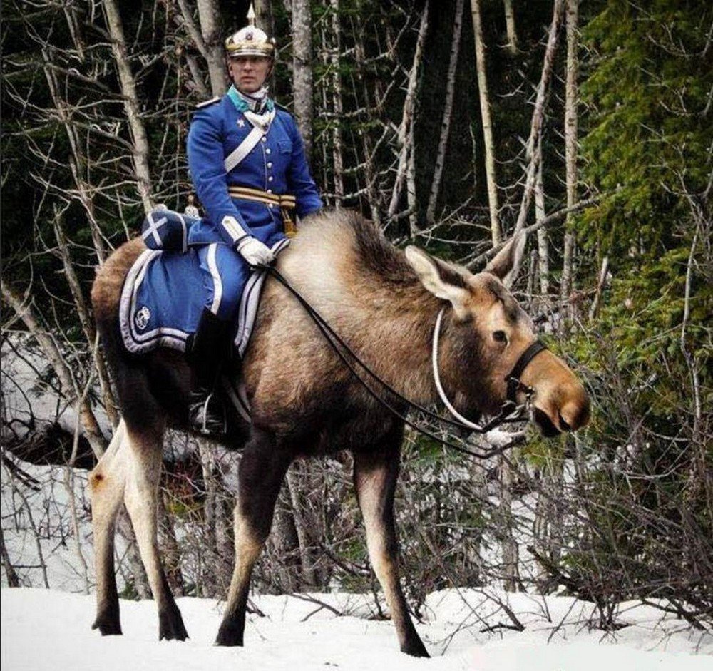 Лосиная кавалерия Швеция
