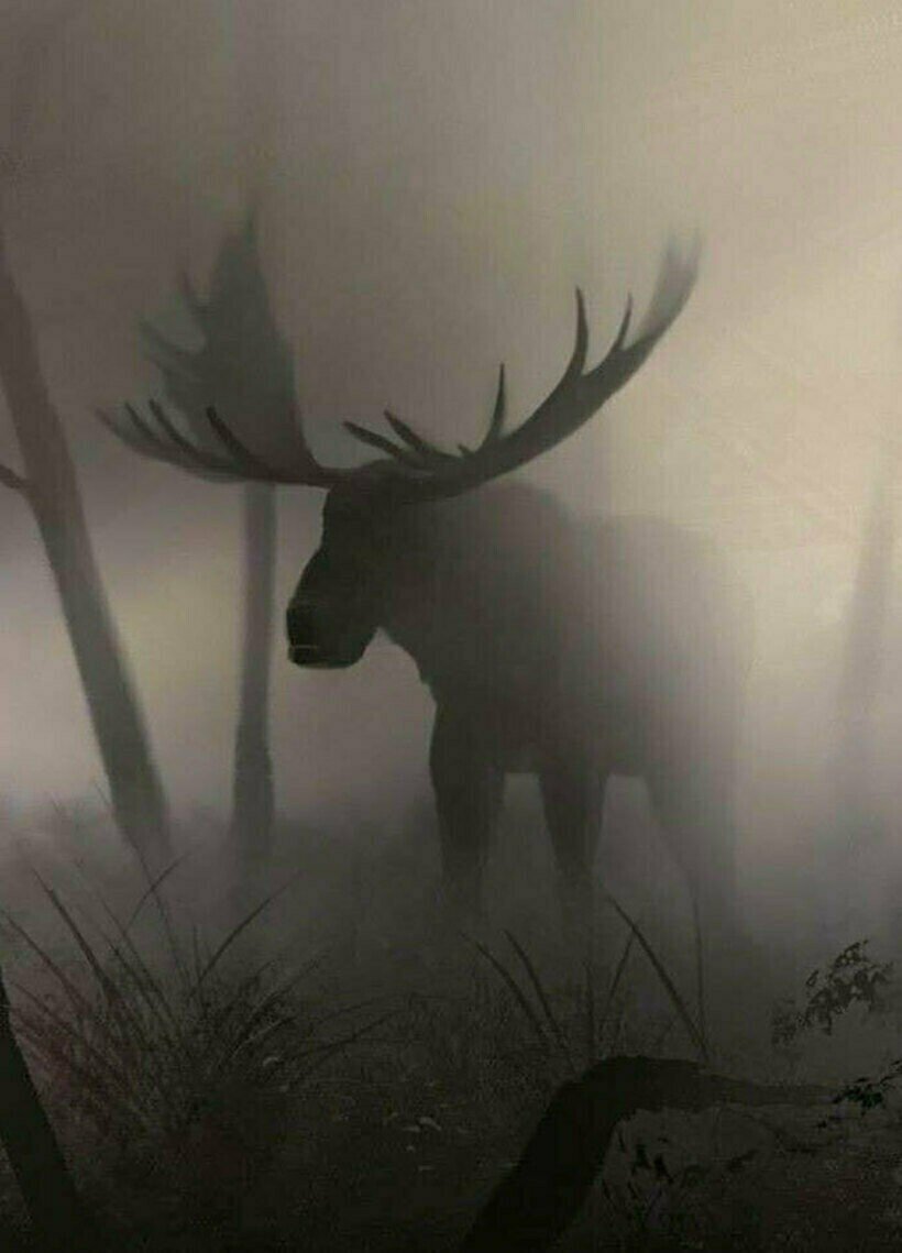 Олень в тумане