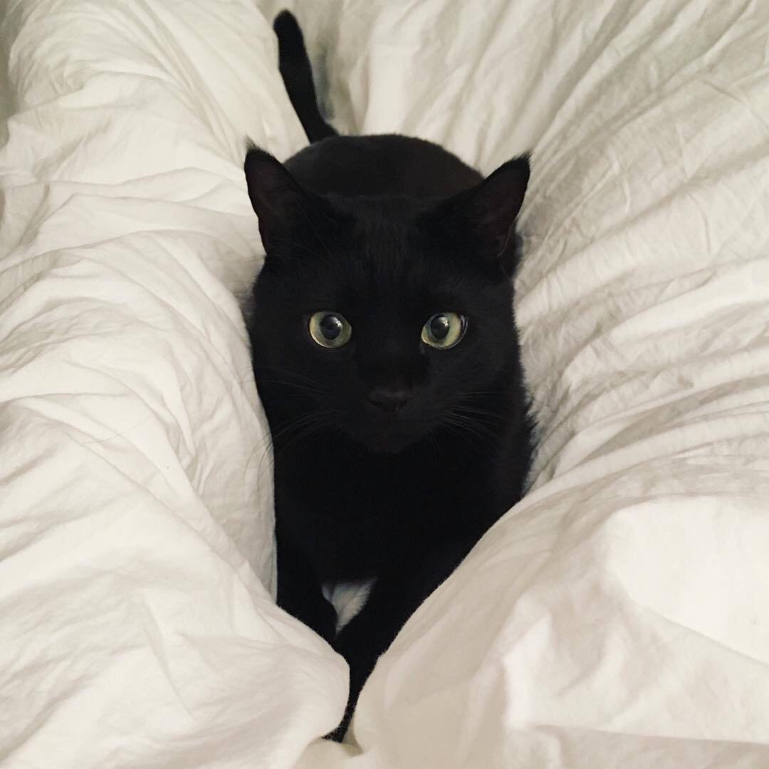 Черные милые коты и кошки