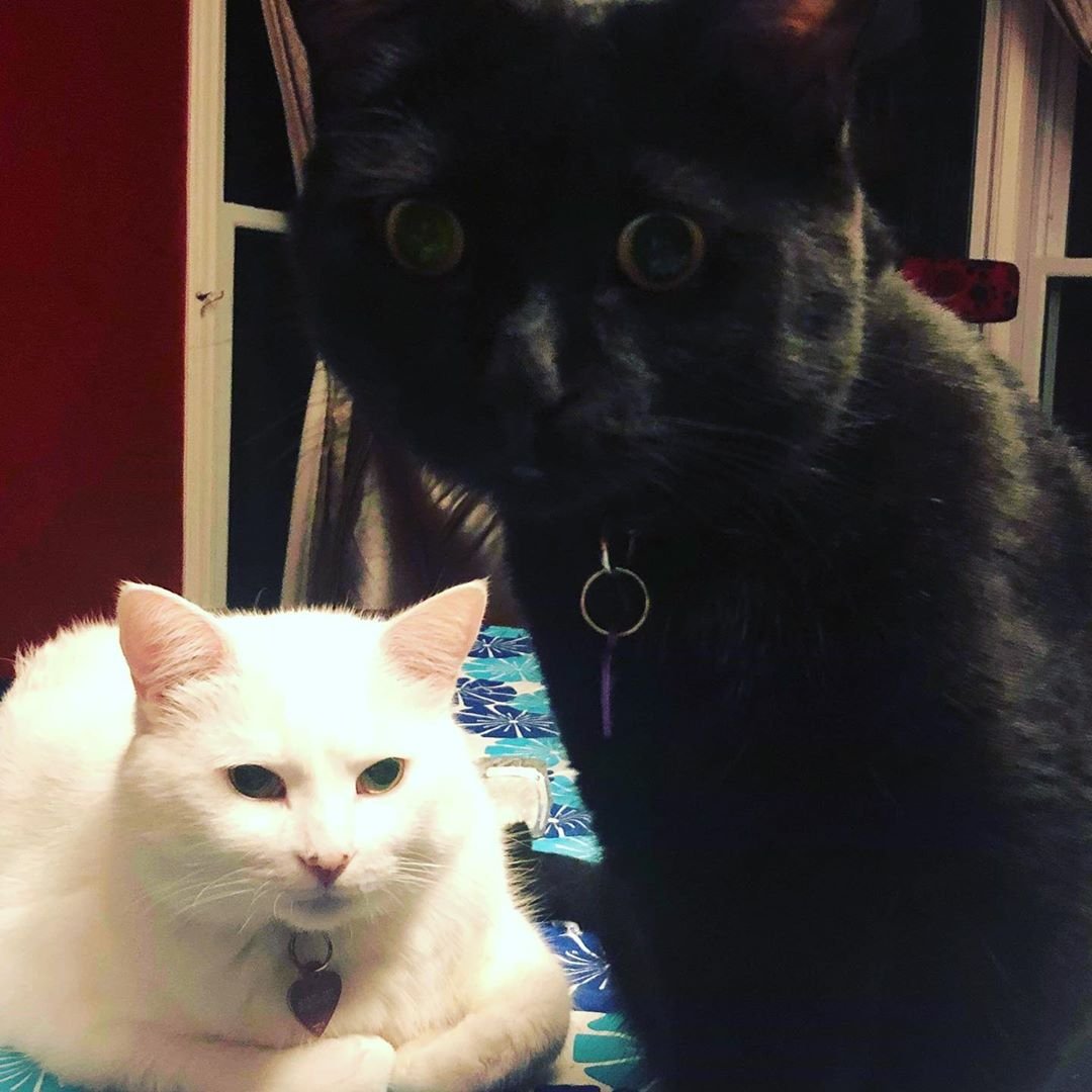 Кот из инстаграма белый