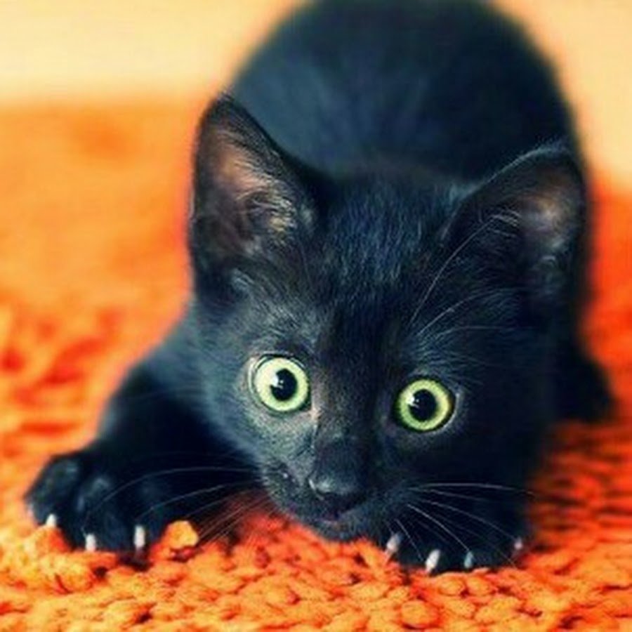 Милые черные котята