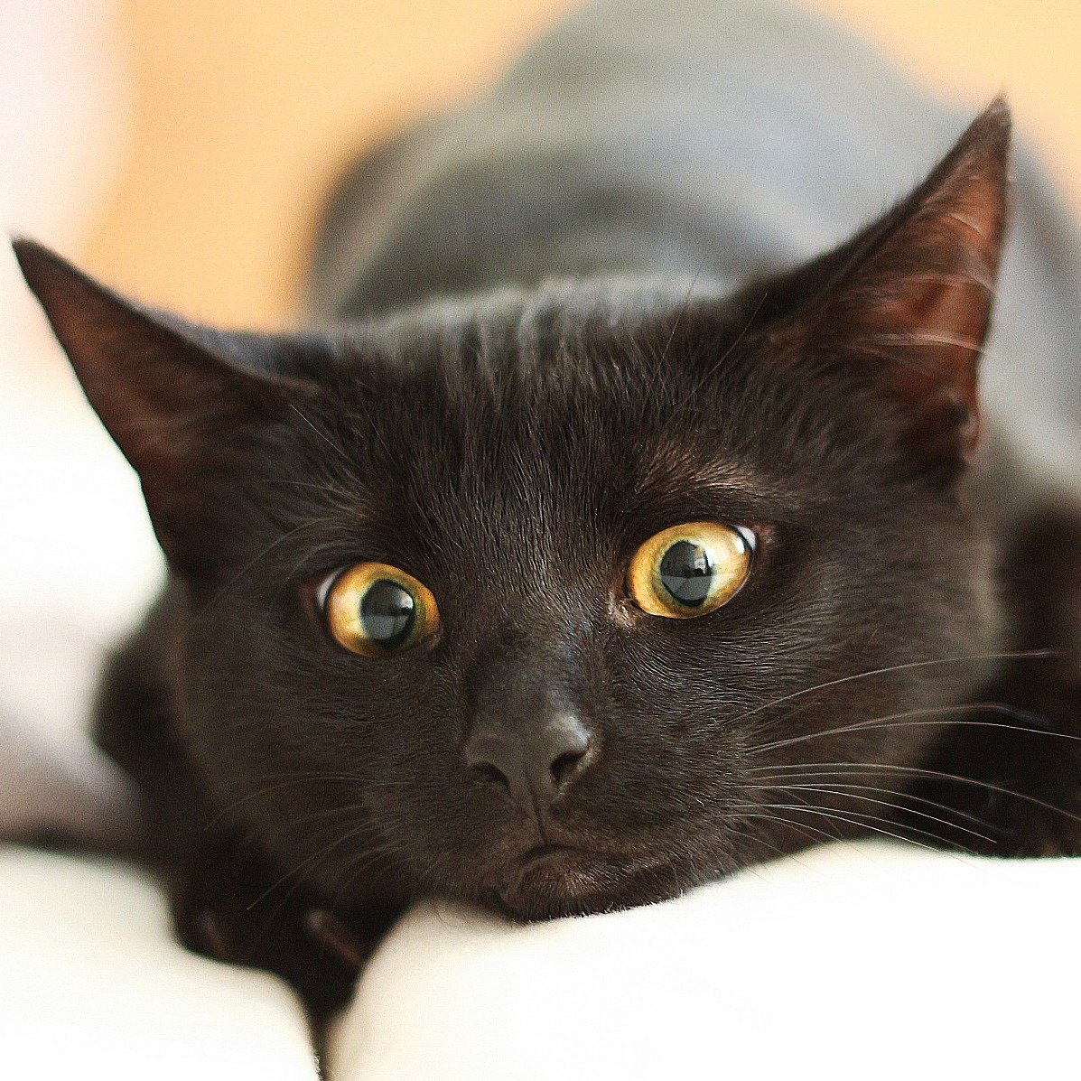 Черные коты