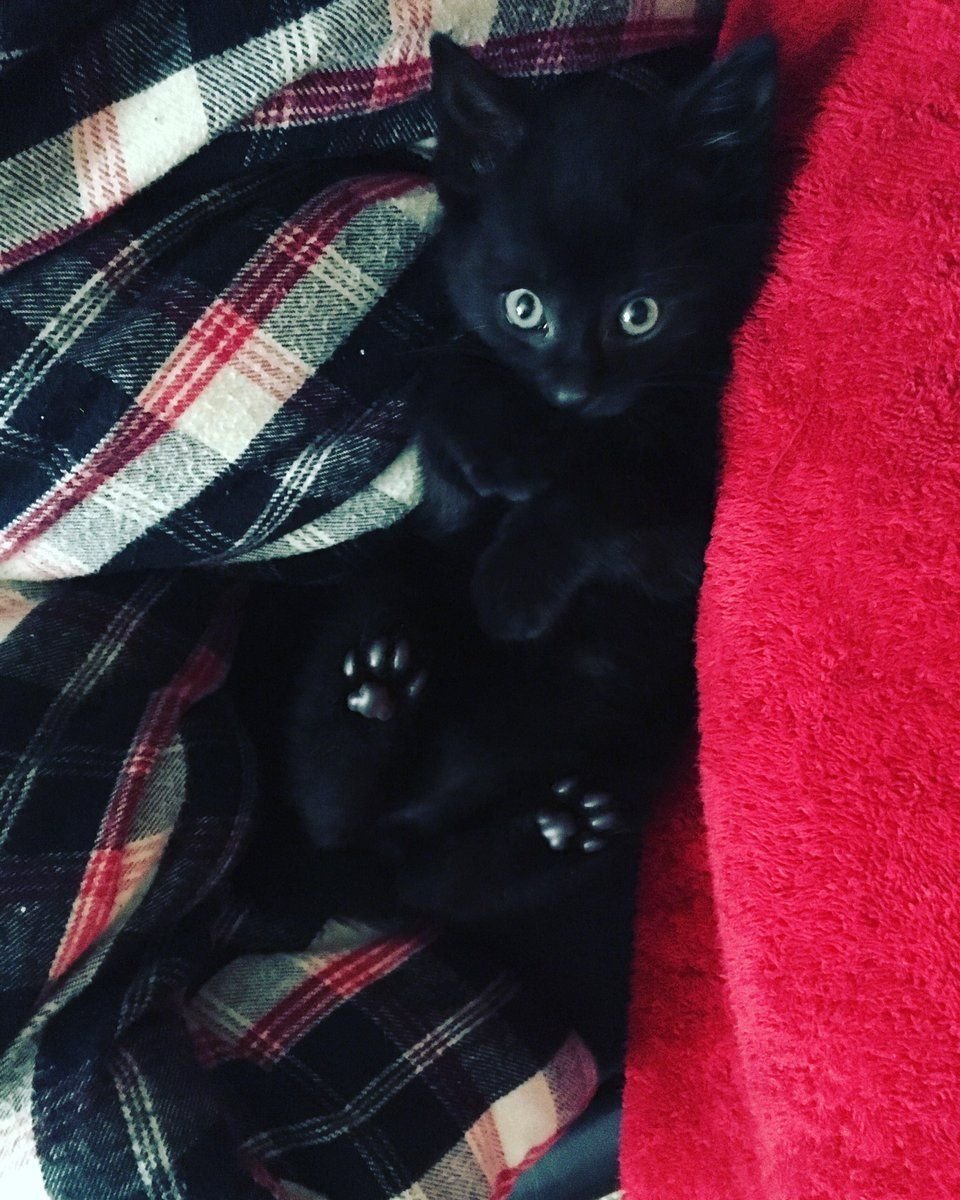 Милый черный кот