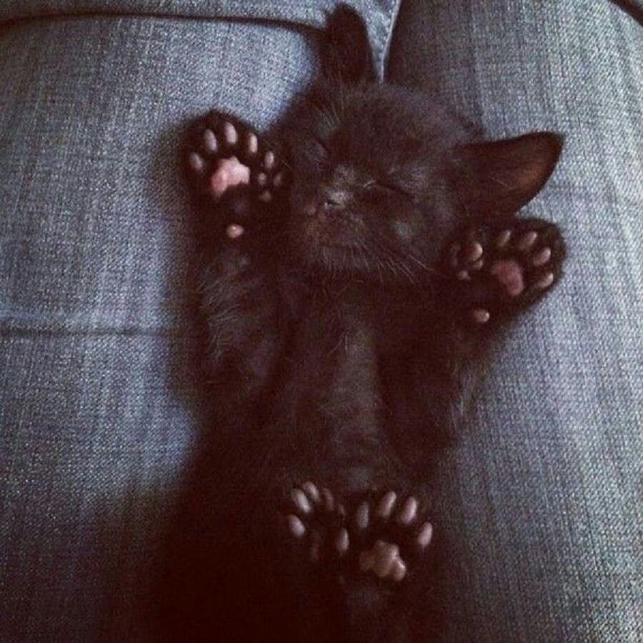 Кот с полидактилией