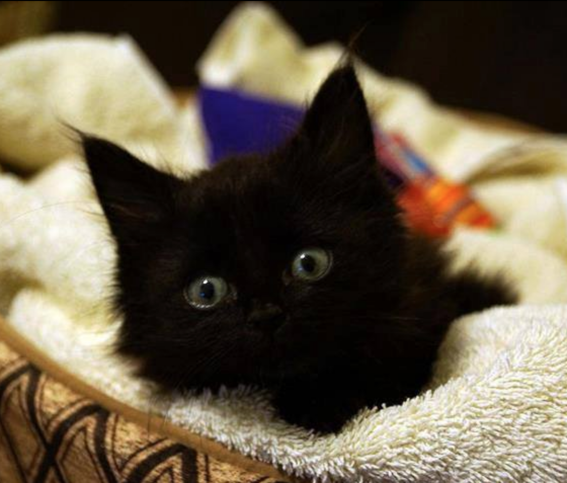 Самые милые черные котята