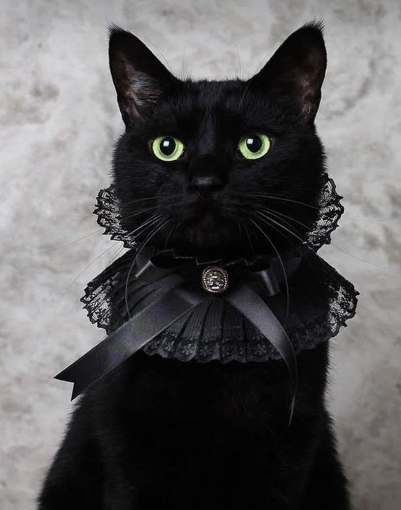 Черный коты в Испании