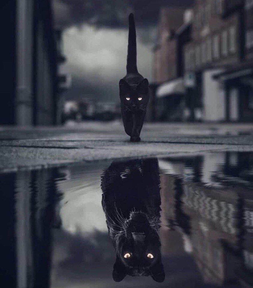 Кот в отражении