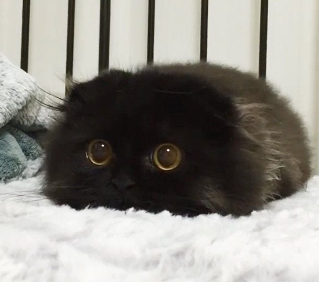 Черный пушистый вислоухий котенок