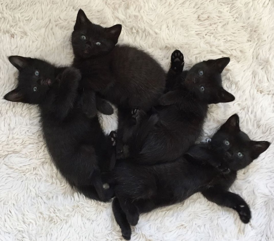 Черная кошка с котятами