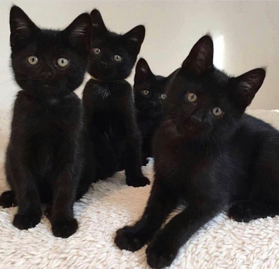 Четыре черных котенка