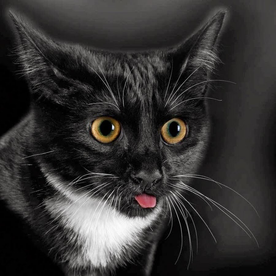 Черная кошка облизывается