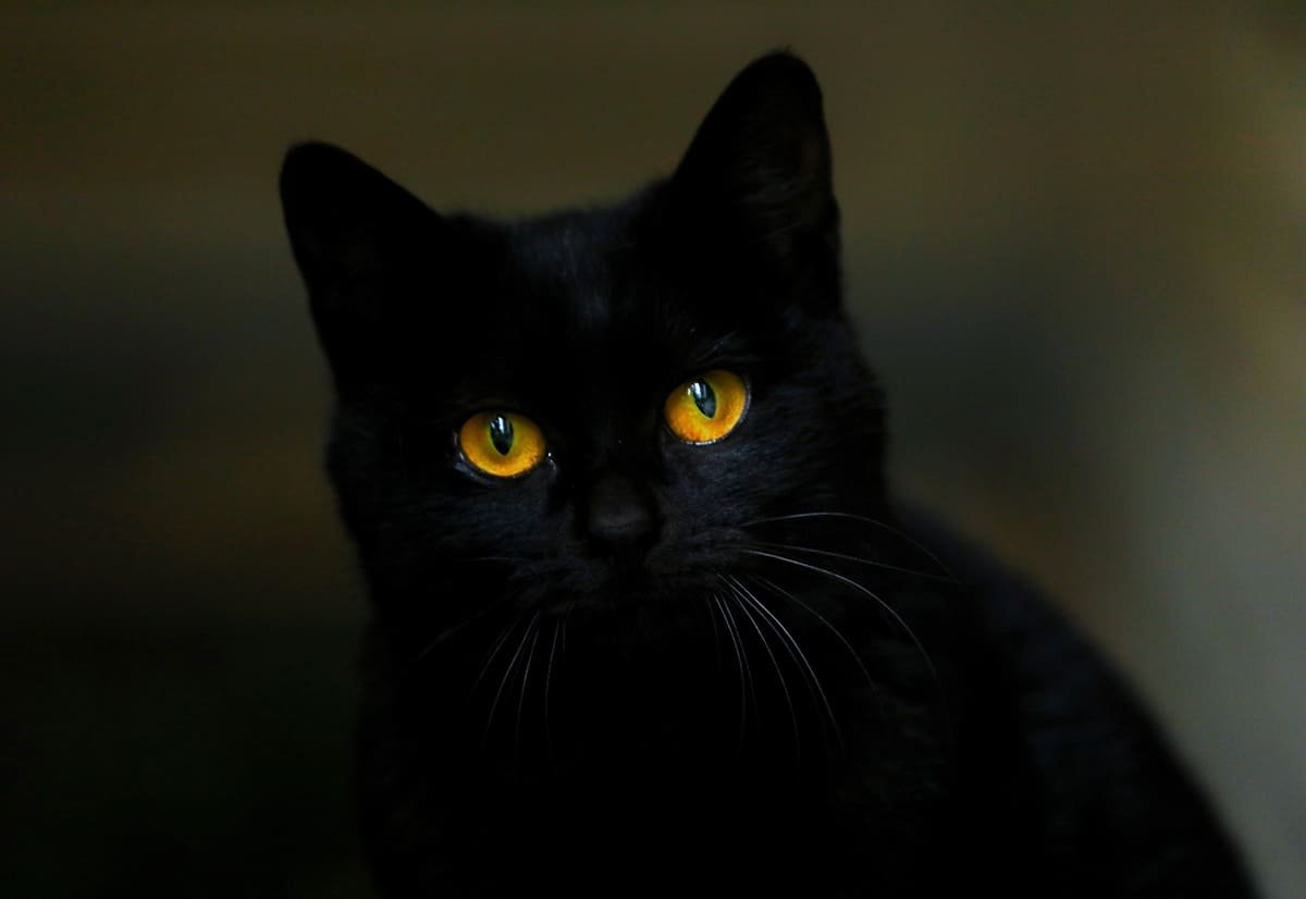 Черная кошка с зелеными глазами