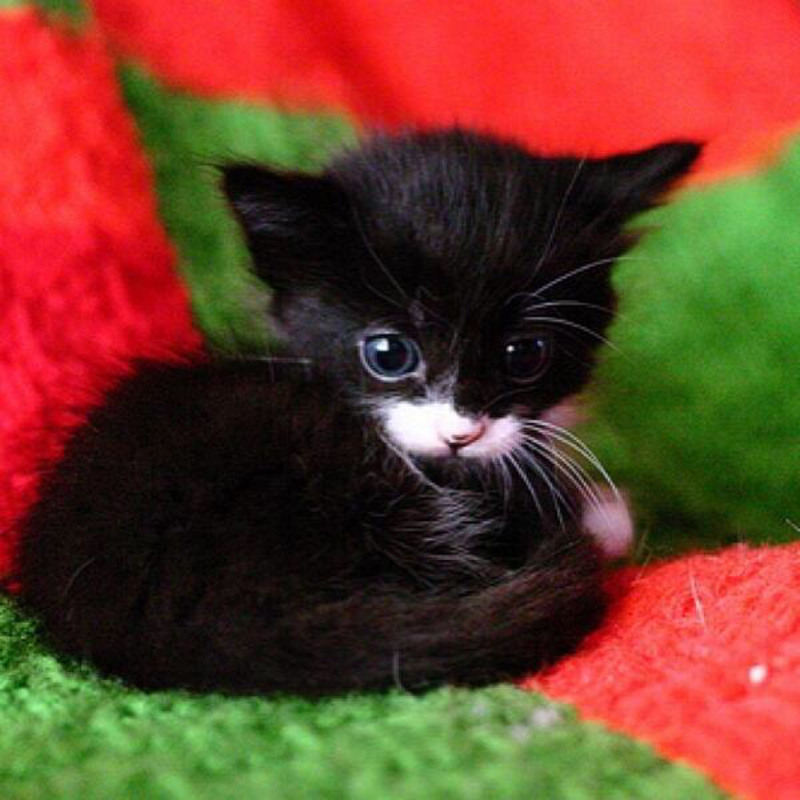 Маленький черный котенок