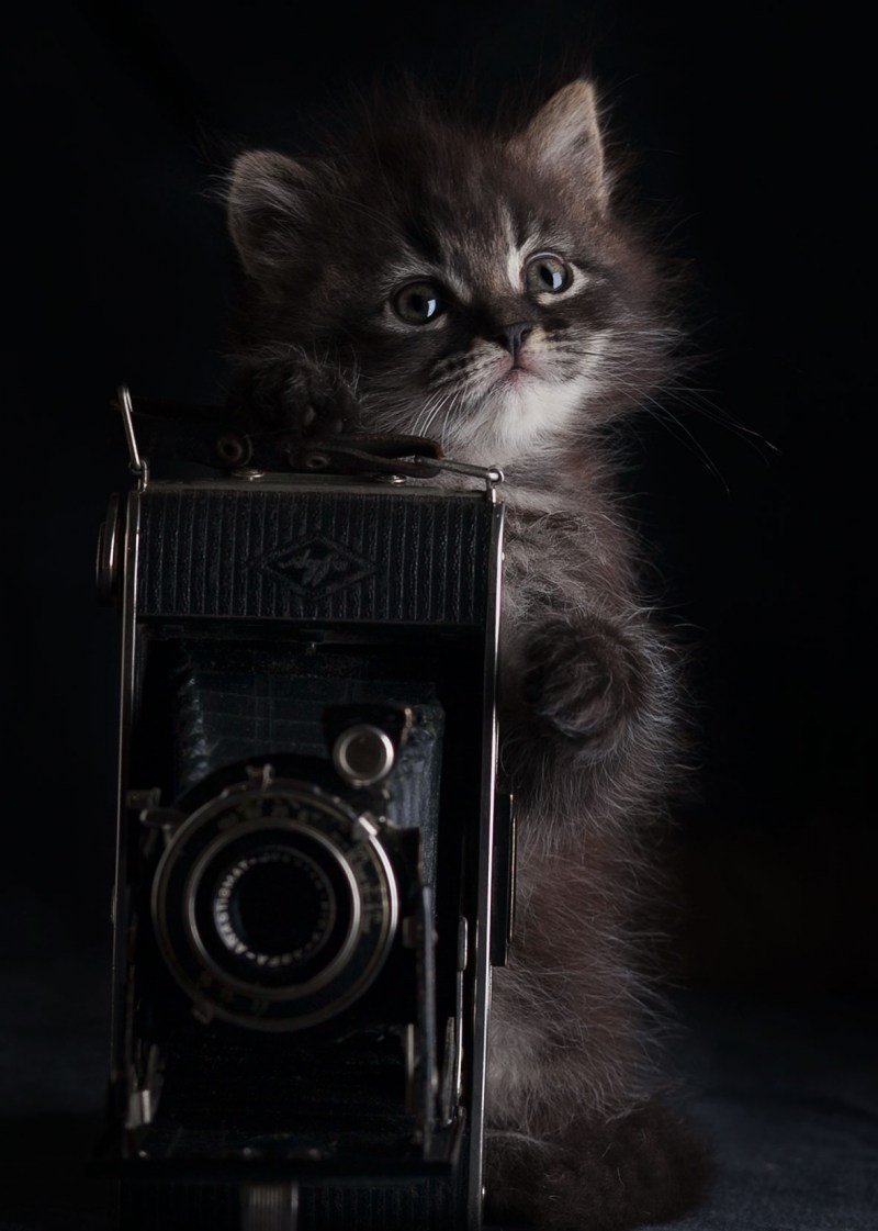 Котик с фотиком