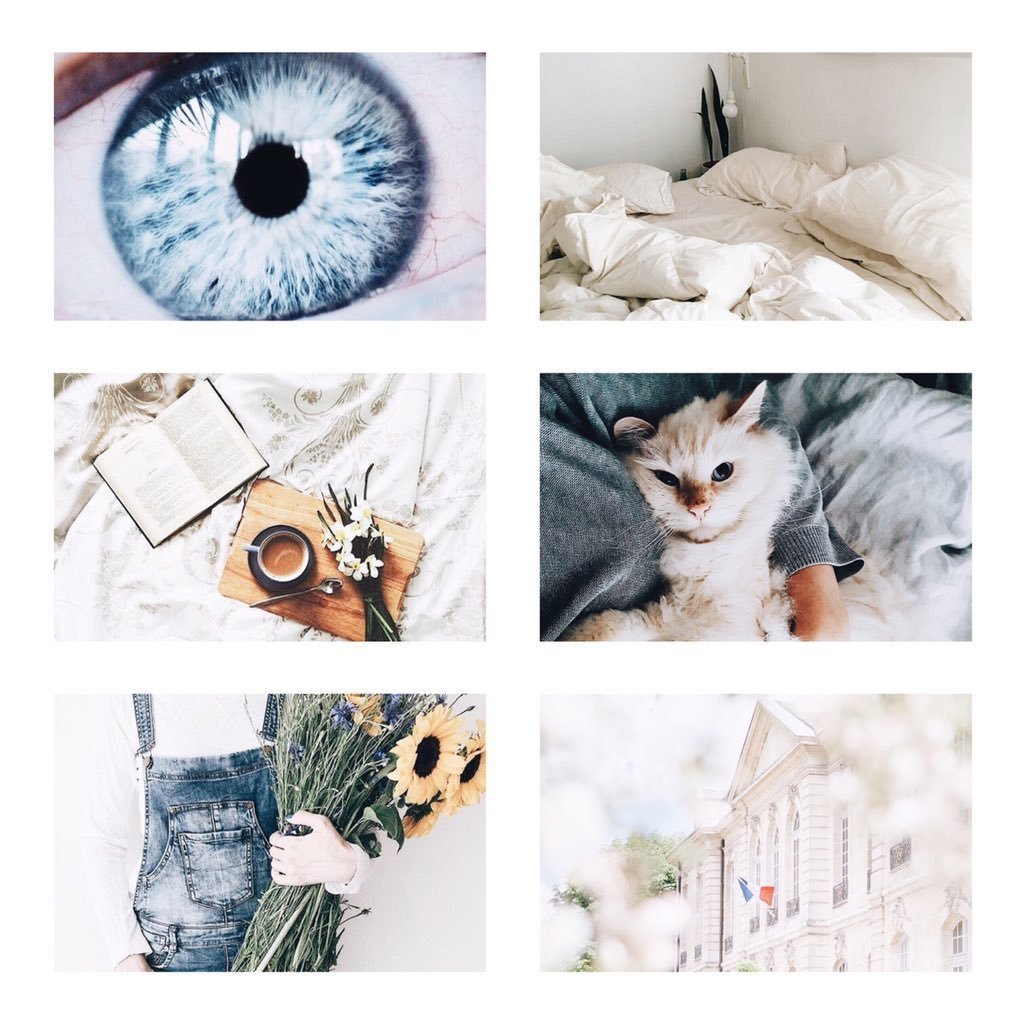 Коллаж с котами