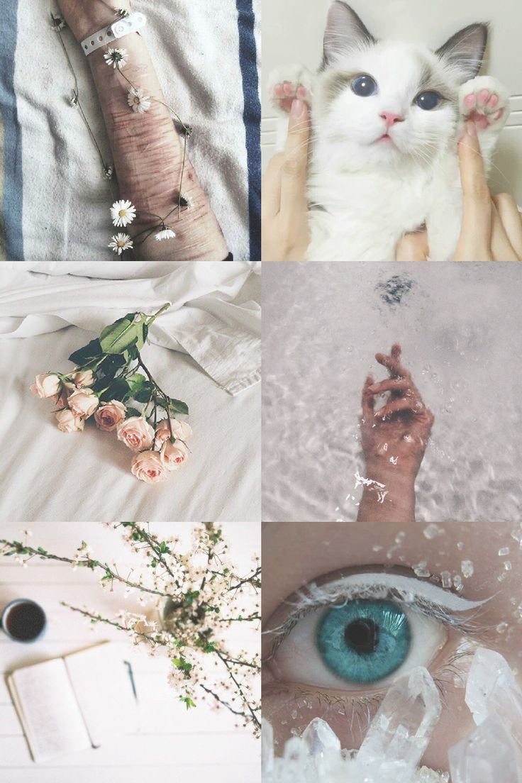 Котики коллаж Эстетика