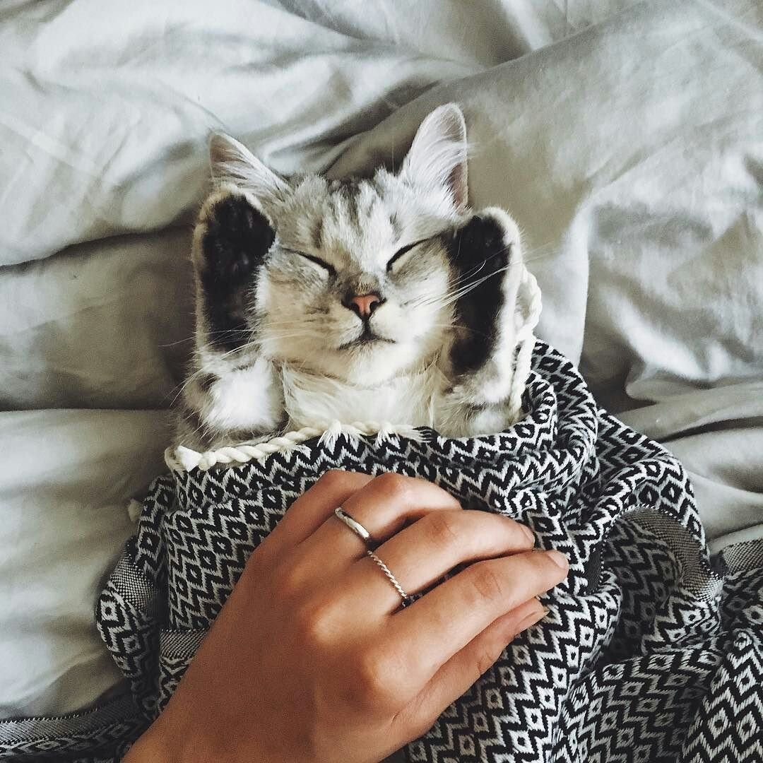 Коты под пледом