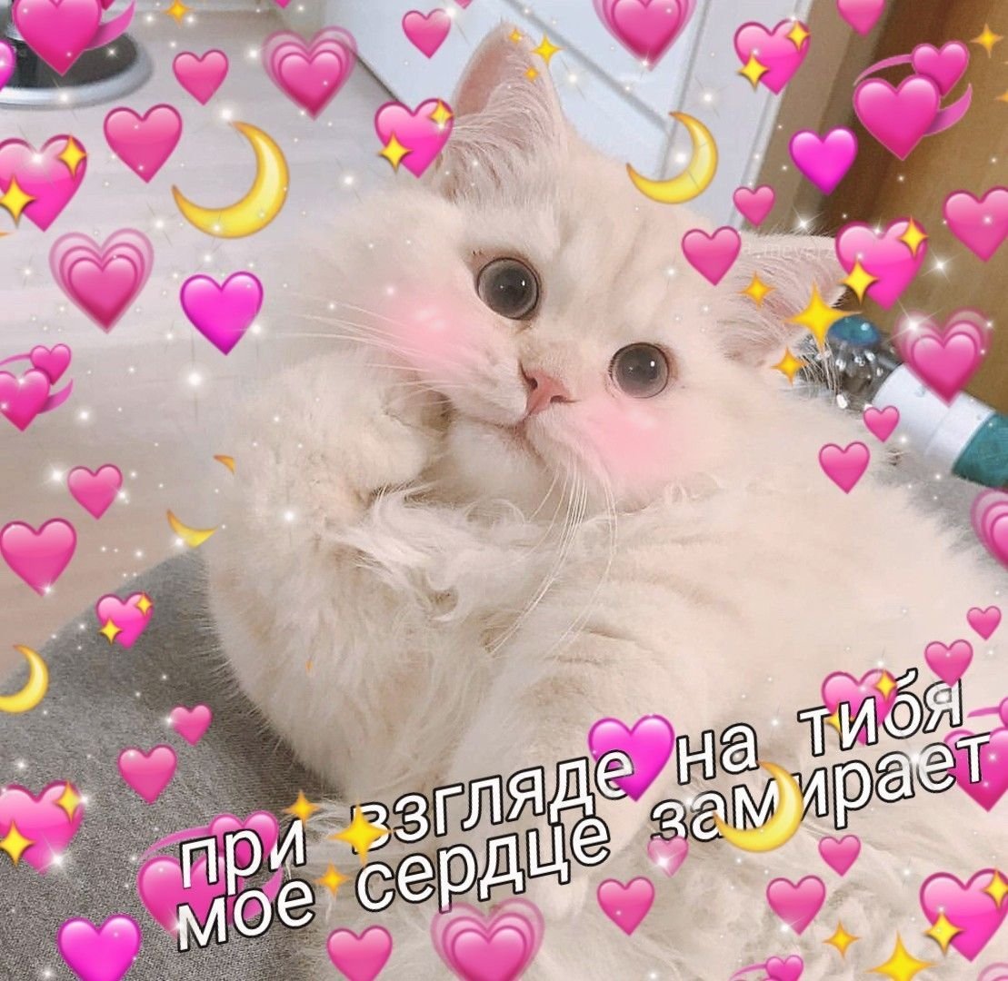 Милый котик с сердечками