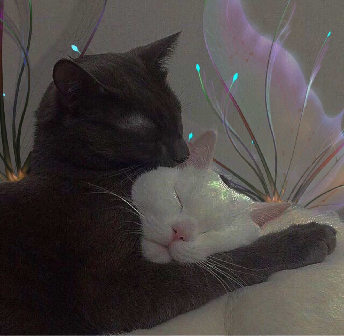 Котики обнимаются с сердечками