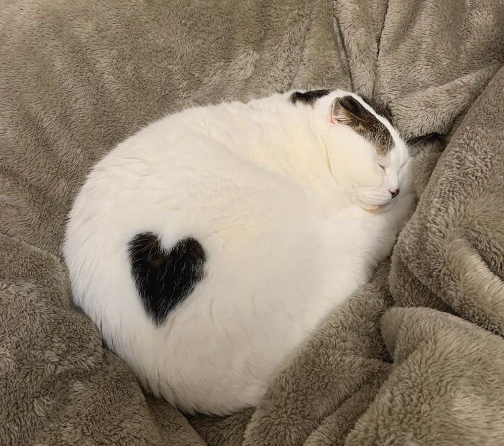 Кошка с сердечком