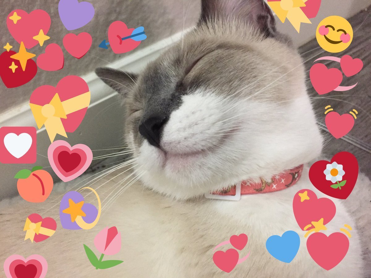 Котики с сердечками над головой