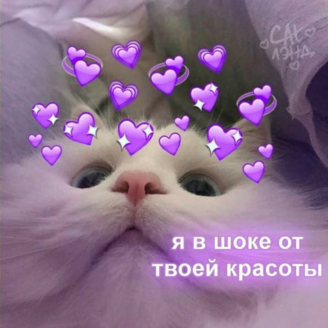 Милые Пикси с котиками