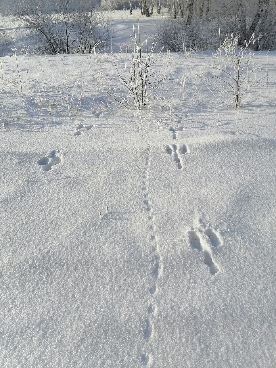 Видны заячьи следы. Следы зайца беляка. Следы зайца на снегу. Следы зайца беляка на снегу. Заячьи следы.