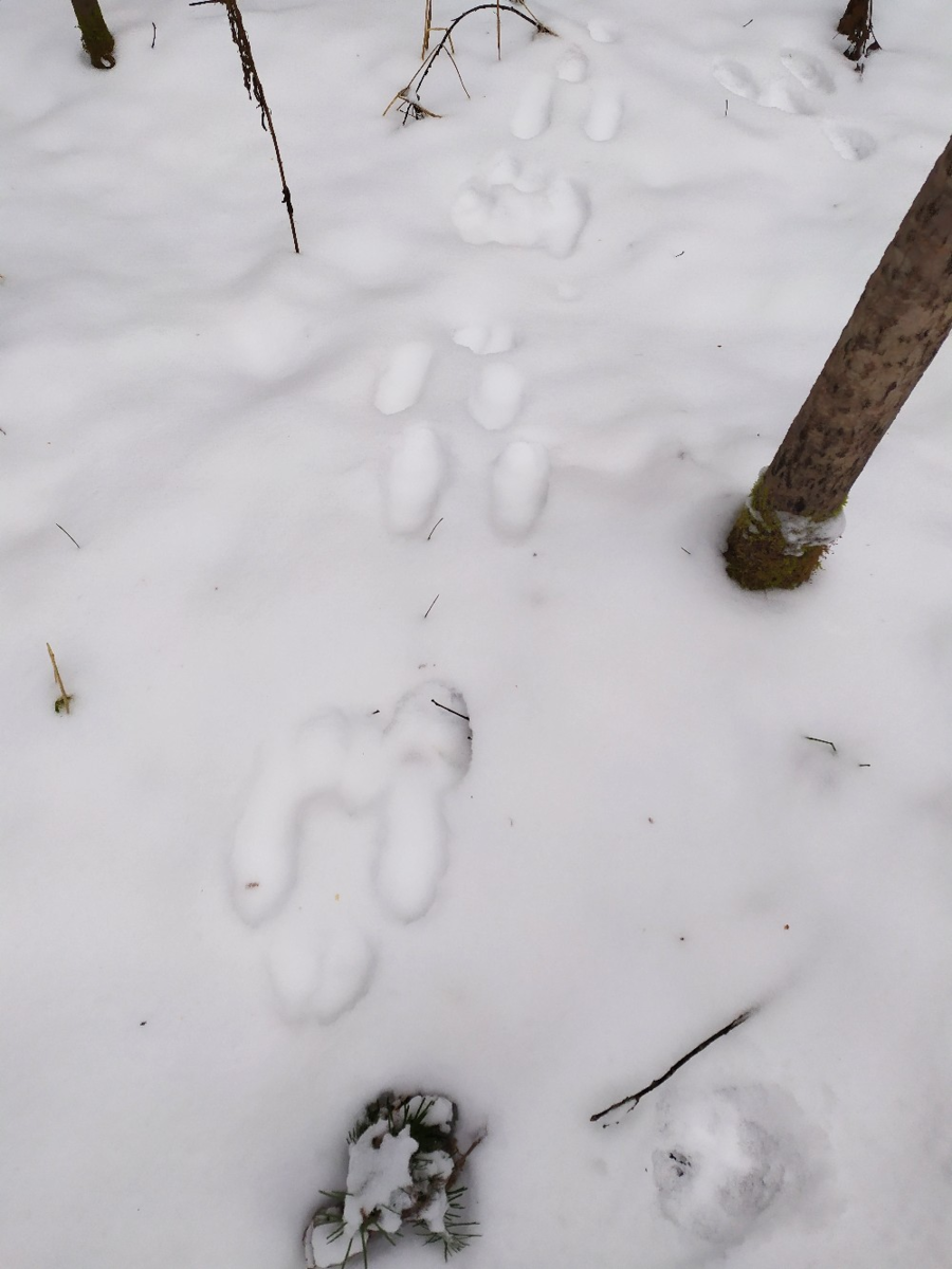 По следу крысы 2. Следы зайца беляка. Следы белки летяги. Следы куницы на снегу. Следы ласки на снегу.