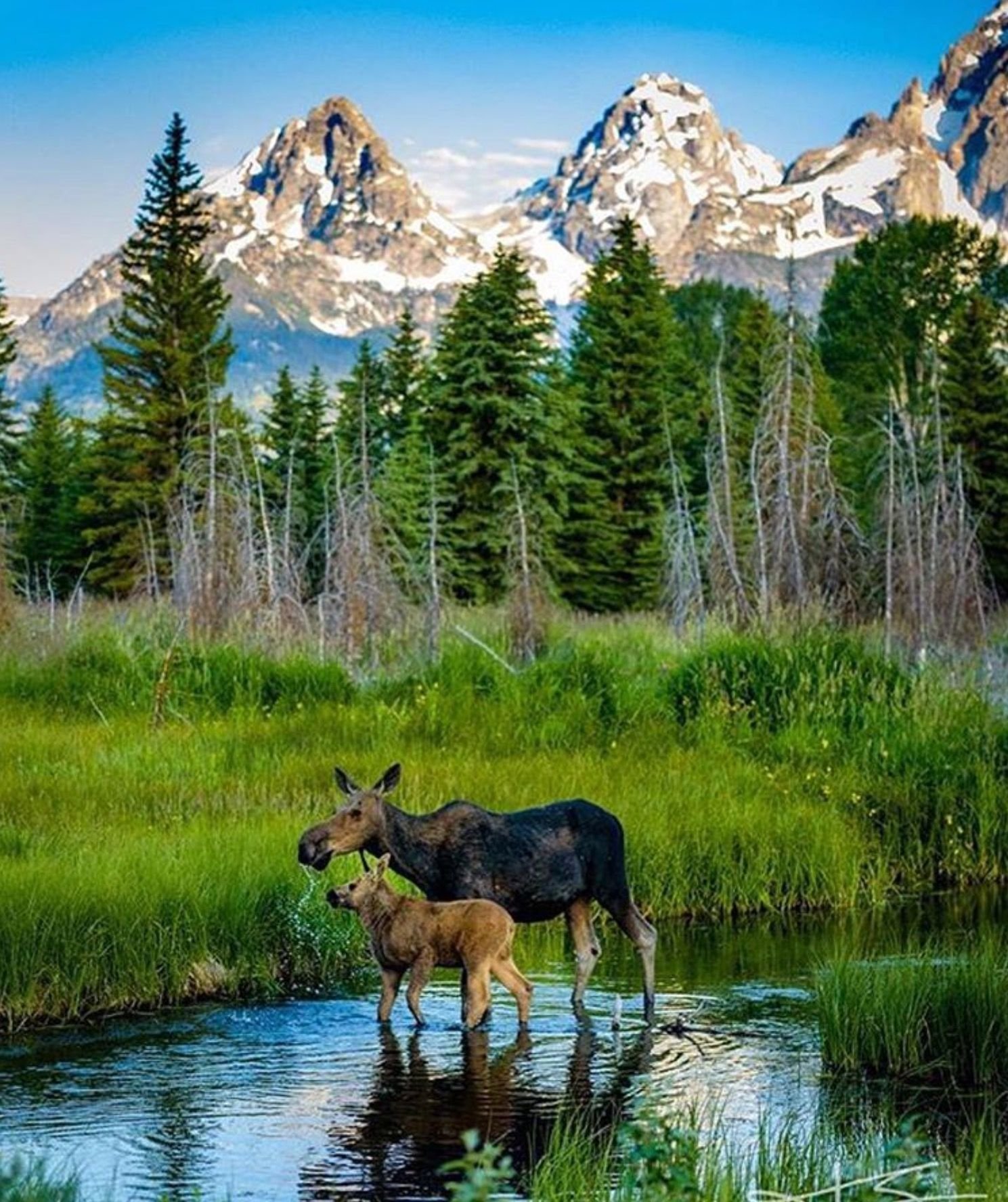 Покажите дикую природу. Гранд Титон национальный парк. Сибирский, Таежный, Лесной, дикий. Национальный парк Денали Аляска Дикая природа. Природа и животные.