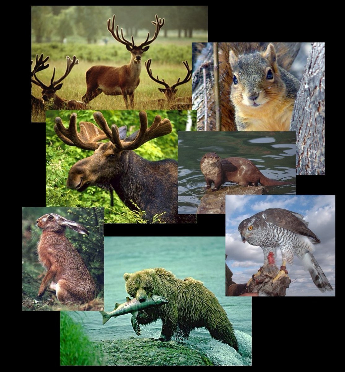 Фауна Сибири