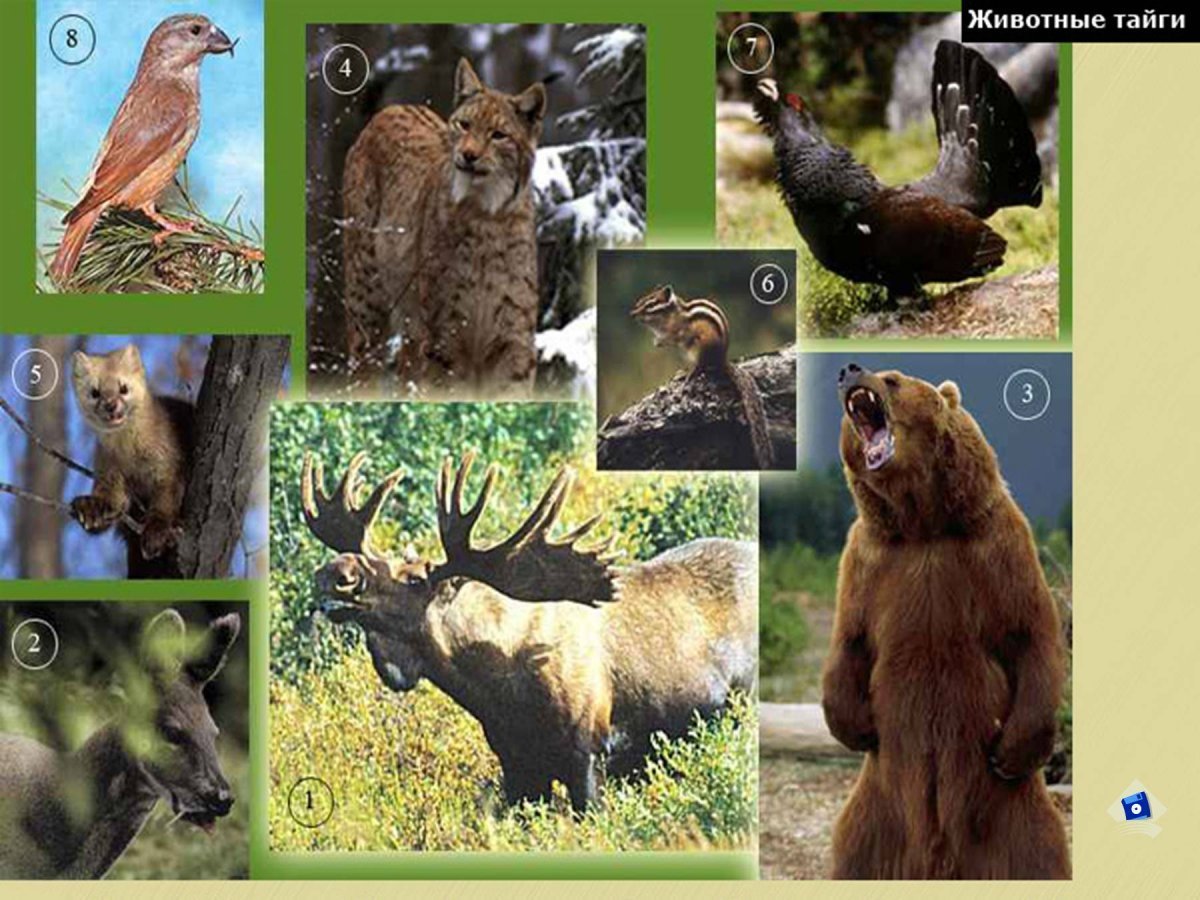 Растительный и животный мир тайги