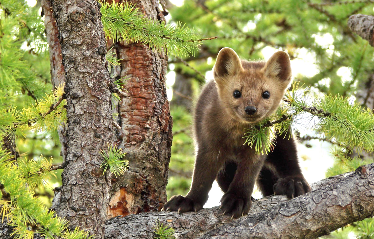 Соболь - martes zibellina