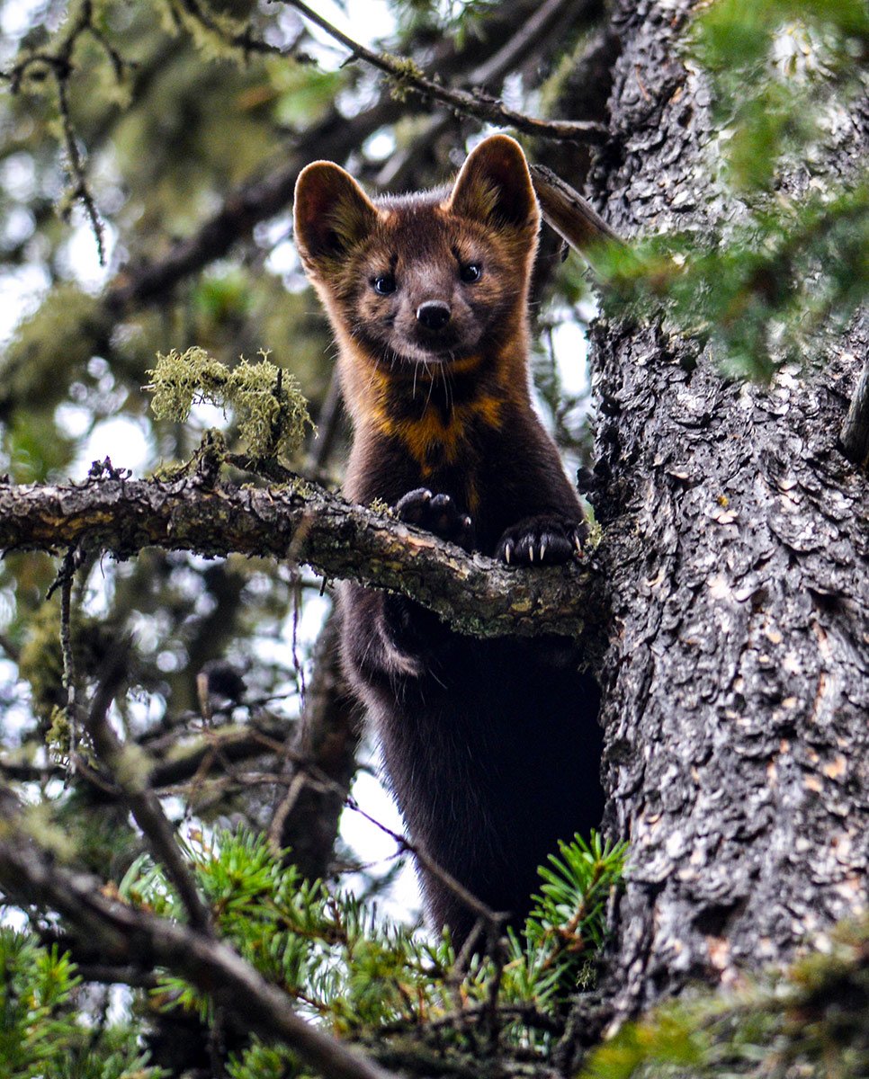 Соболь Якутии Соболь