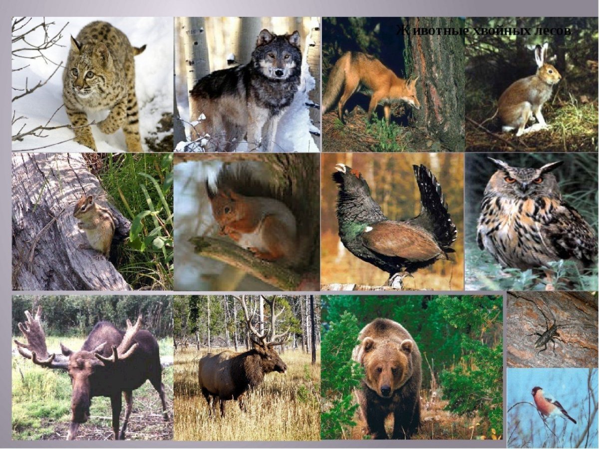 Животные хвойного леса